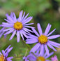  Sommeraster Glücksfund - Aster Alpinus