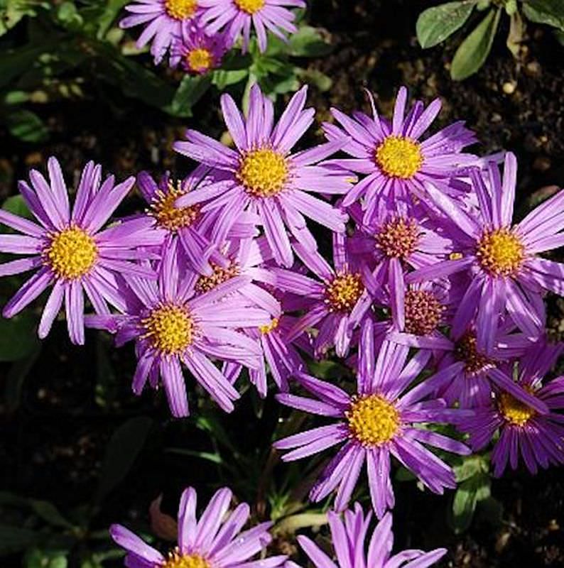  Sommeraster Lady Hindlip - Aster Amellus