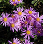  Sommeraster Lady Hindlip - Aster Amellus