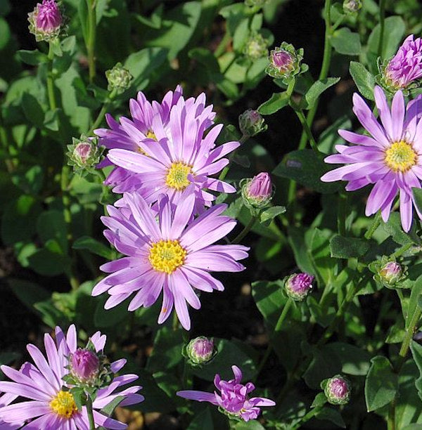  Sommeraster Rosa Erfüllung - Aster Amellus