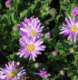  Sommeraster Rosa Erfüllung - Aster Amellus