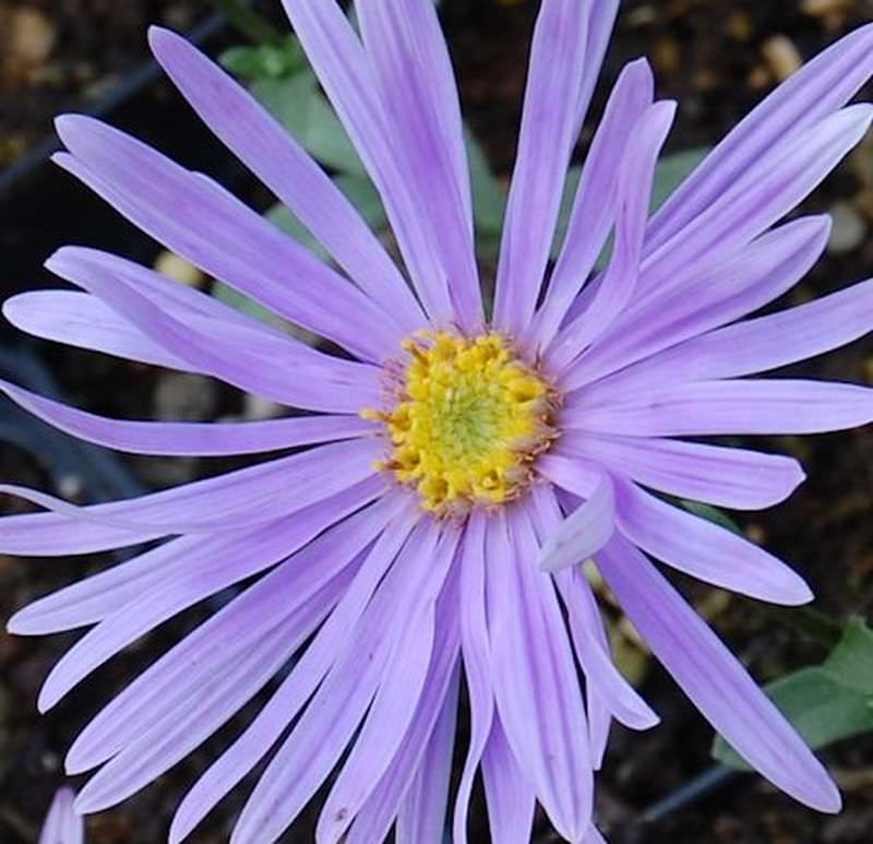  Sommeraster Silbersee - Aster Amellus