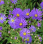  Sommeraster Veilchenkönigen - Aster Amellus