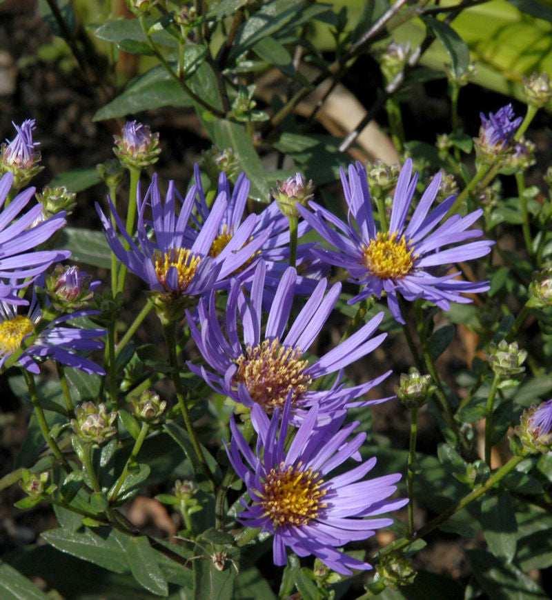 Sommeraster Sternkugel - Aster Amellus