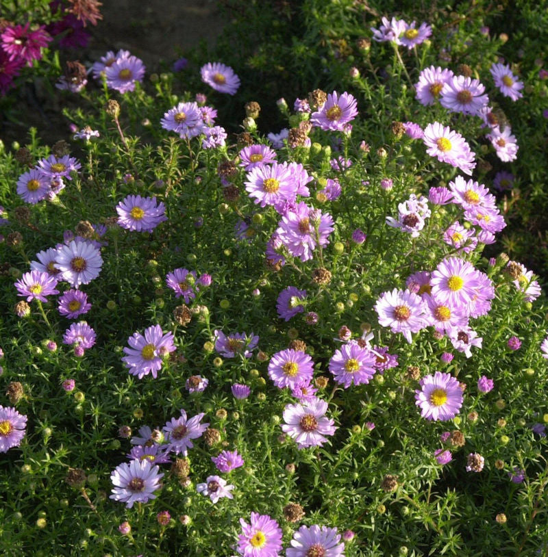  Amethyst Aster Kylie - Aster Amethystinus