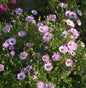  Amethyst Aster Kylie - Aster Amethystinus