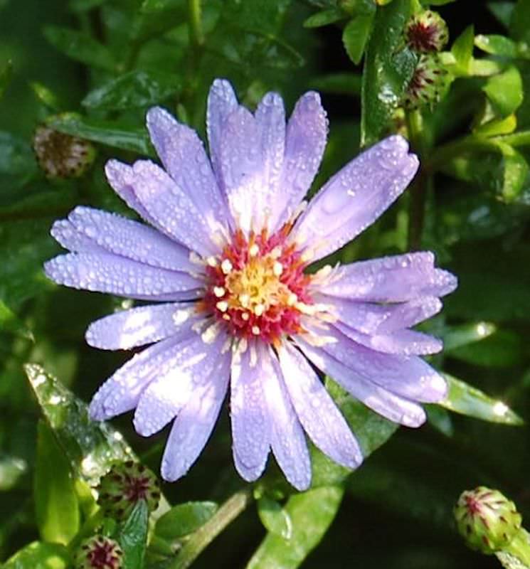  Schleieraster Blütenregen - Aster Cordifolius