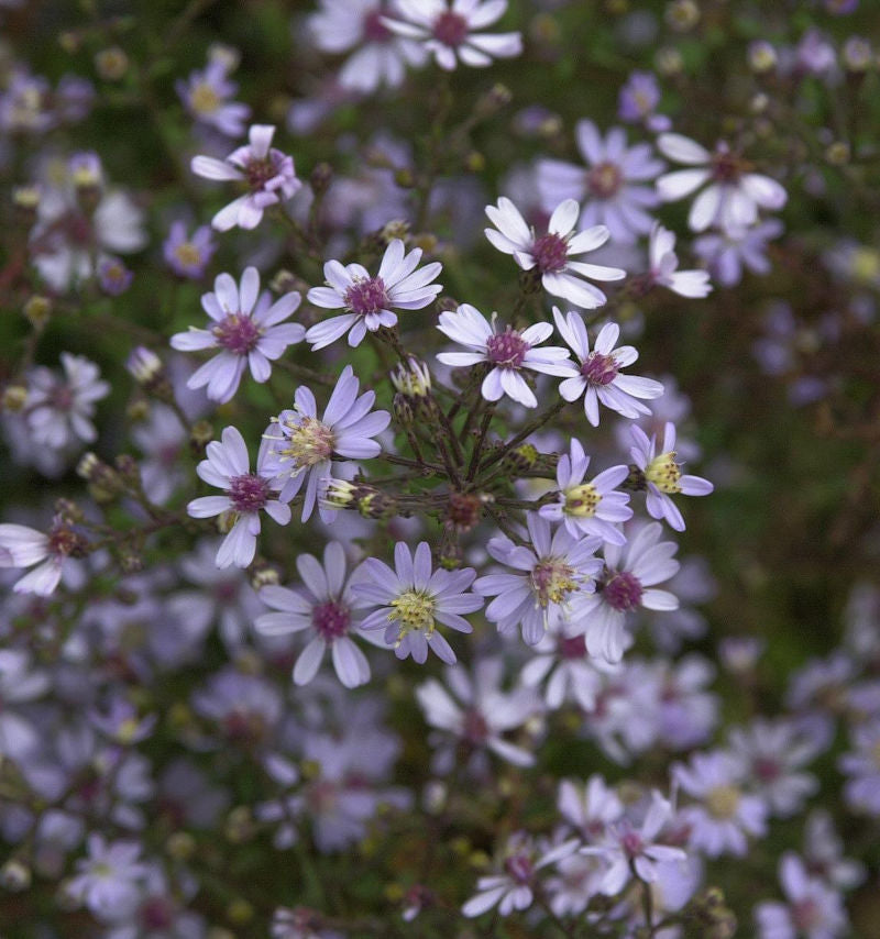  Schleieraster Blue Heaven - Aster Cordifolius