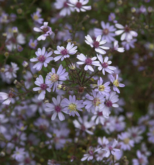  Schleieraster Blue Heaven - Aster Cordifolius