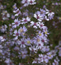  Schleieraster Blue Heaven - Aster Cordifolius