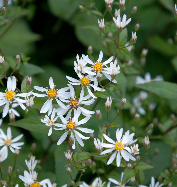  Schleieraster Silver Spray - Aster Cordifolius