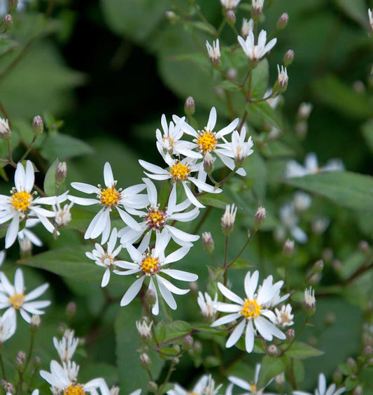  Schleieraster Silver Spray - Aster Cordifolius