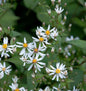  Schleieraster Silver Spray - Aster Cordifolius