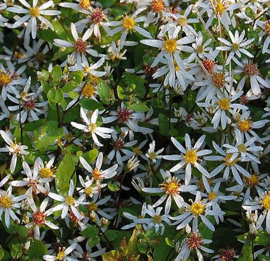  Waldaster Tradescant - Aster Divaricatus