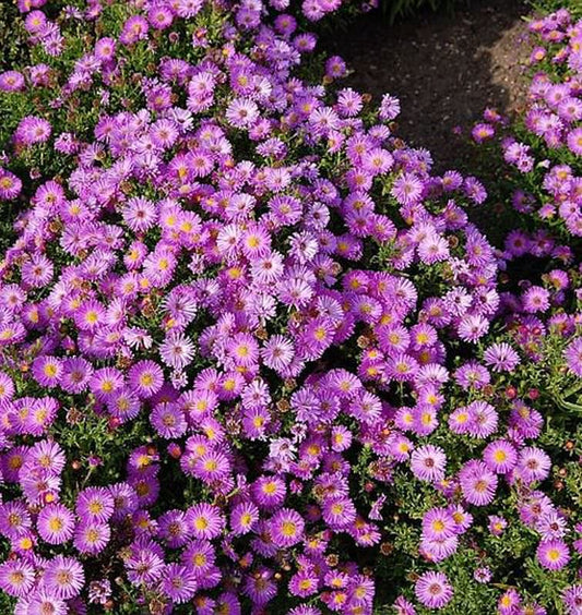  Kissenaster Heinz Richard - Aster Dumosus