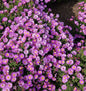  Kissenaster Heinz Richard - Aster Dumosus