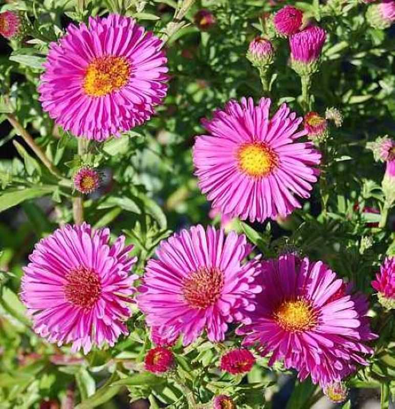  Kissenaster Jenny - Aster Dumosus