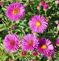  Kissenaster Jenny - Aster Dumosus