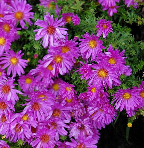  Kissenaster Kassel - Aster Dumosus