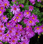  Kissenaster Kassel - Aster Dumosus