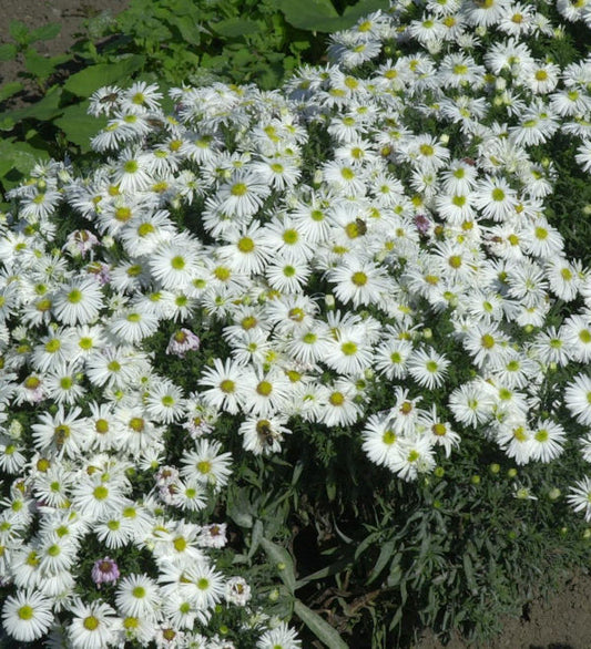  Kissenaster Kristina - Aster Dumosus