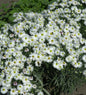  Kissenaster Kristina - Aster Dumosus