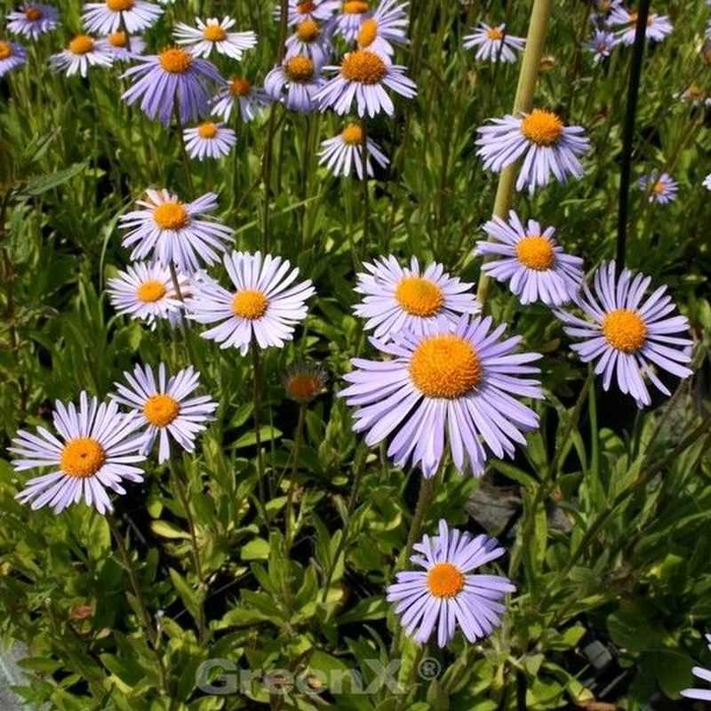 Kissenaster Silberteppich - Aster Dumosus