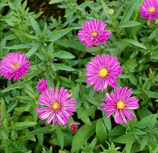  Kissenaster Stralight - Aster Dumosus