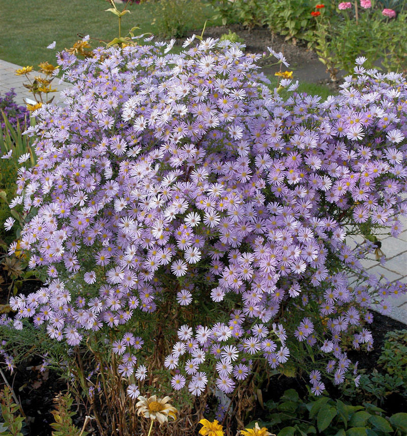  Myrtenaster Blue Star - Aster Ericoides