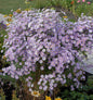  Myrtenaster Blue Star - Aster Ericoides