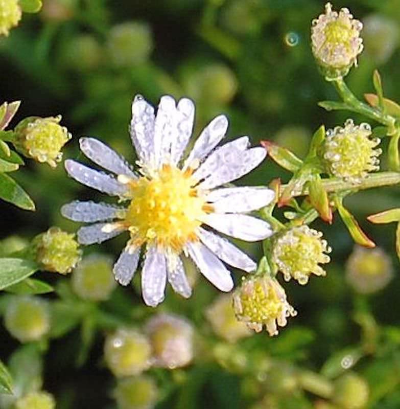  Myrtenaster Erlkönig - Aster Ericoides