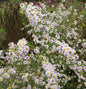  Myrtenaster Herbstmyrthe - Aster Ericoides