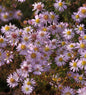  Myrtenaster Pink Cloud - Aster Ericoides
