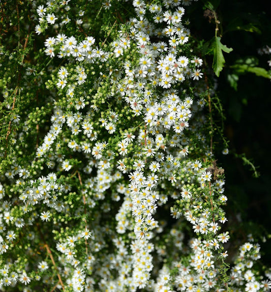  Myrtenaster Schneetanne - Aster Ericoides