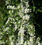  Myrtenaster Schneetanne - Aster Ericoides
