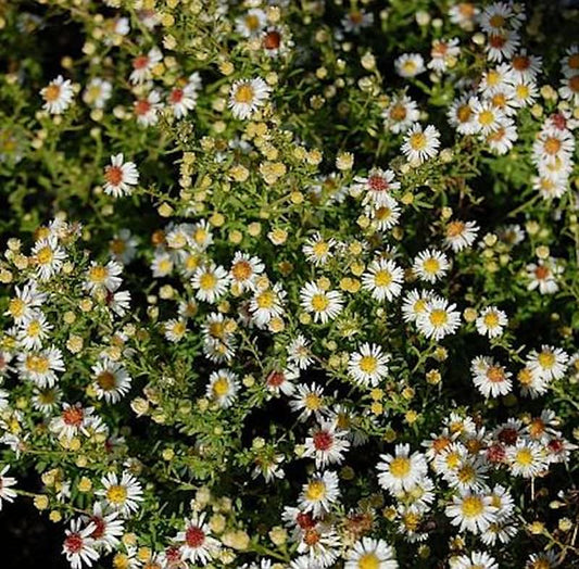  Myrtenaster Weißer Zwerg - Aster Ericoides