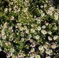 Myrtenaster Weißer Zwerg - Aster Ericoides