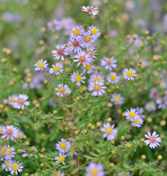  Myrtenaster Lovely - Aster Alpinus