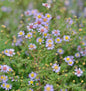  Myrtenaster Lovely - Aster Alpinus