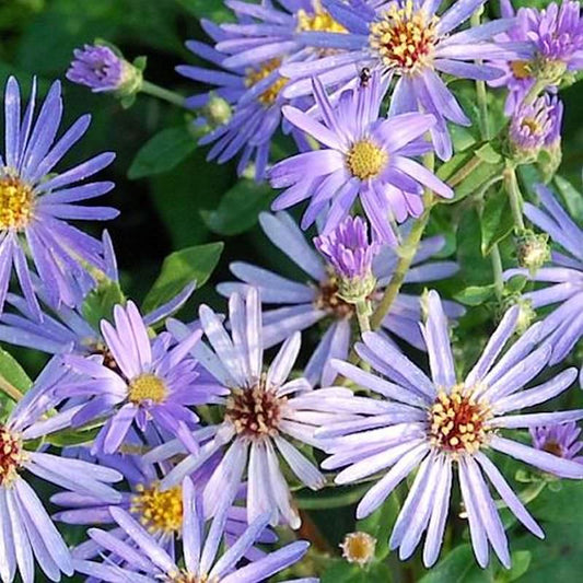  Herzblatt Aster Twilight - Aster Herveyi