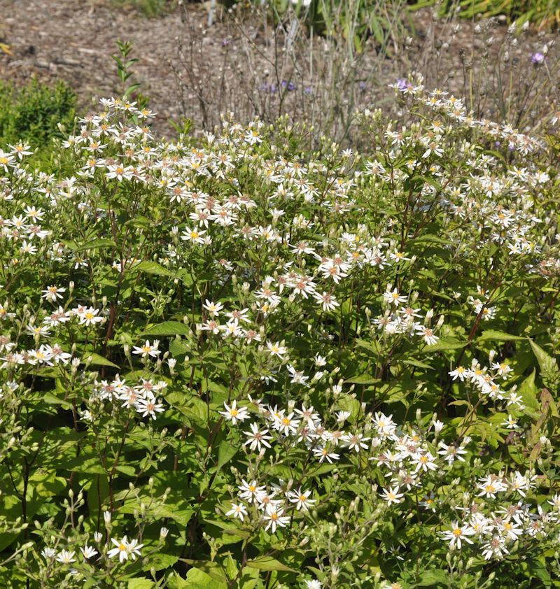  Waagerechte Herbst Aster Chloe - Aster Lateriflorus