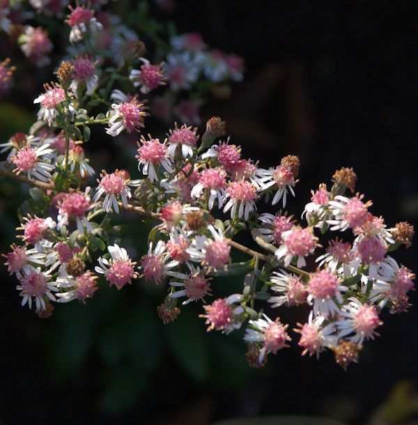  Waagerechte Herbst Aster Lady In Black - Aster Lateriflorus