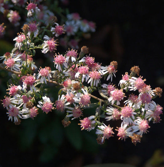  Waagerechte Herbst Aster Lady In Black - Aster Lateriflorus