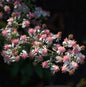  Waagerechte Herbst Aster Lady In Black - Aster Lateriflorus