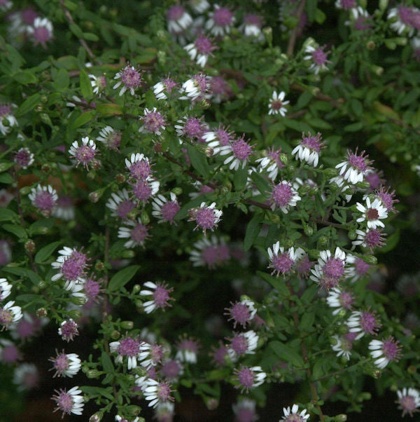  Waagerechte Herbst Aster - Aster Lateriflorus