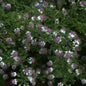 Waagerechte Herbst Aster - Aster Lateriflorus