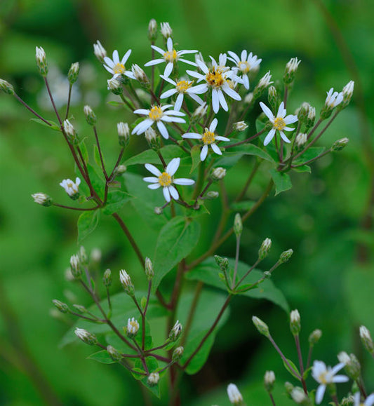  Großblattaster Albus - Aster Macrophyllus