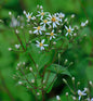  Großblattaster Albus - Aster Macrophyllus