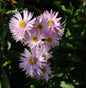  Rauhblattaster Fellowship - Aster Novae Angliae