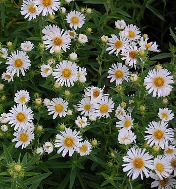  Rauhblattaster Herbstschnee - Aster Novae Angliae